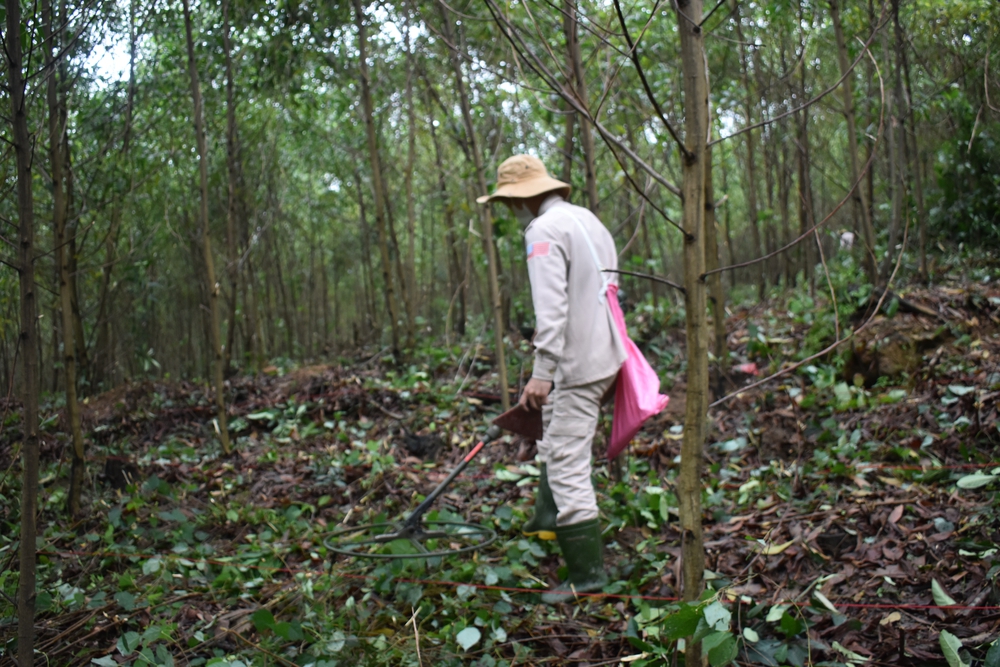 forest in Vietnam